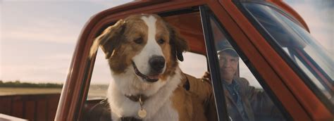 bernese mountain dog movie|reincarnating pooch movie review.